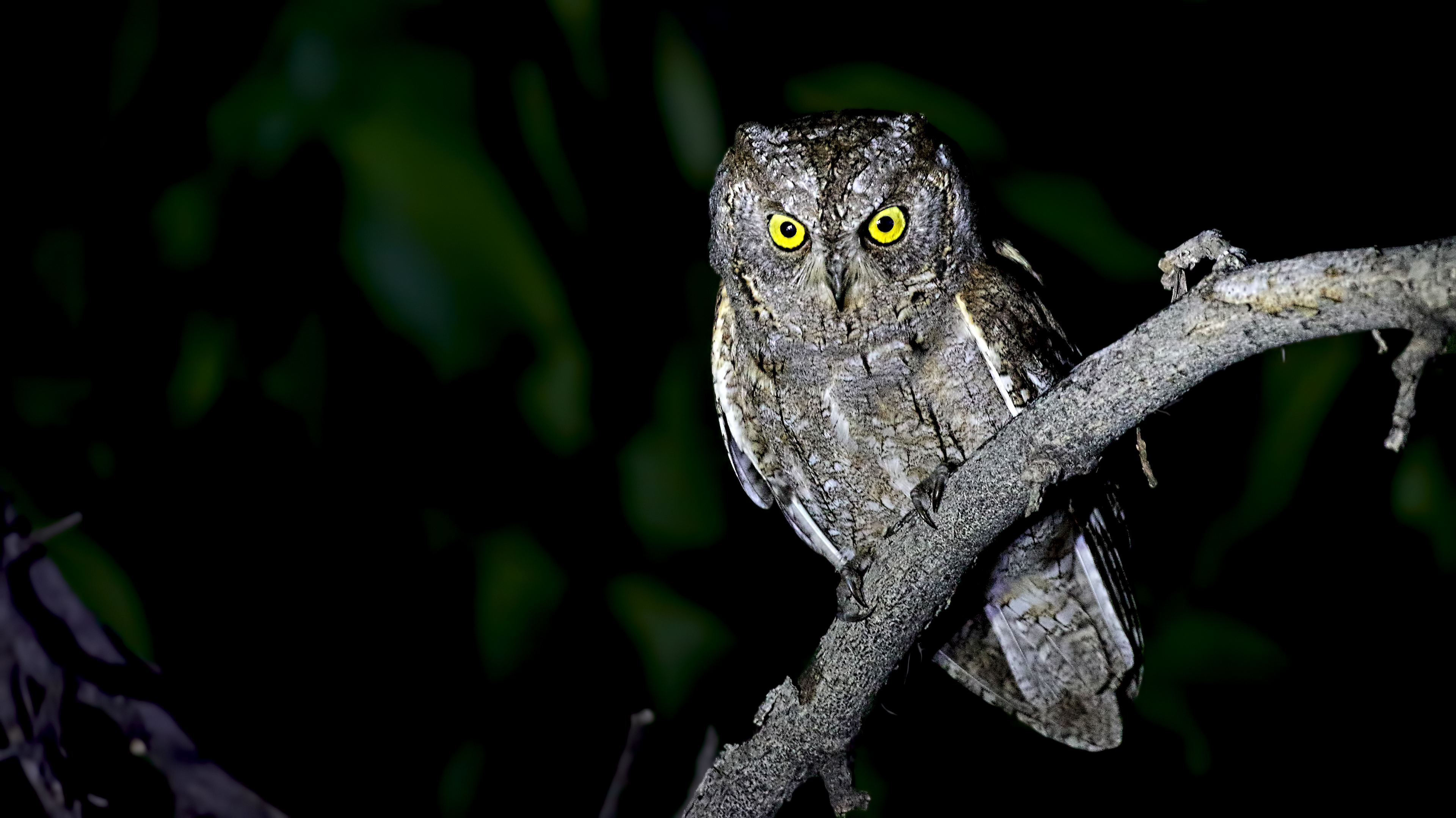 Eurasian Scops-Owl